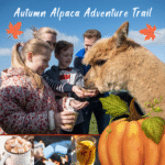 Autumn Alpaca Adventure Trail Experience
